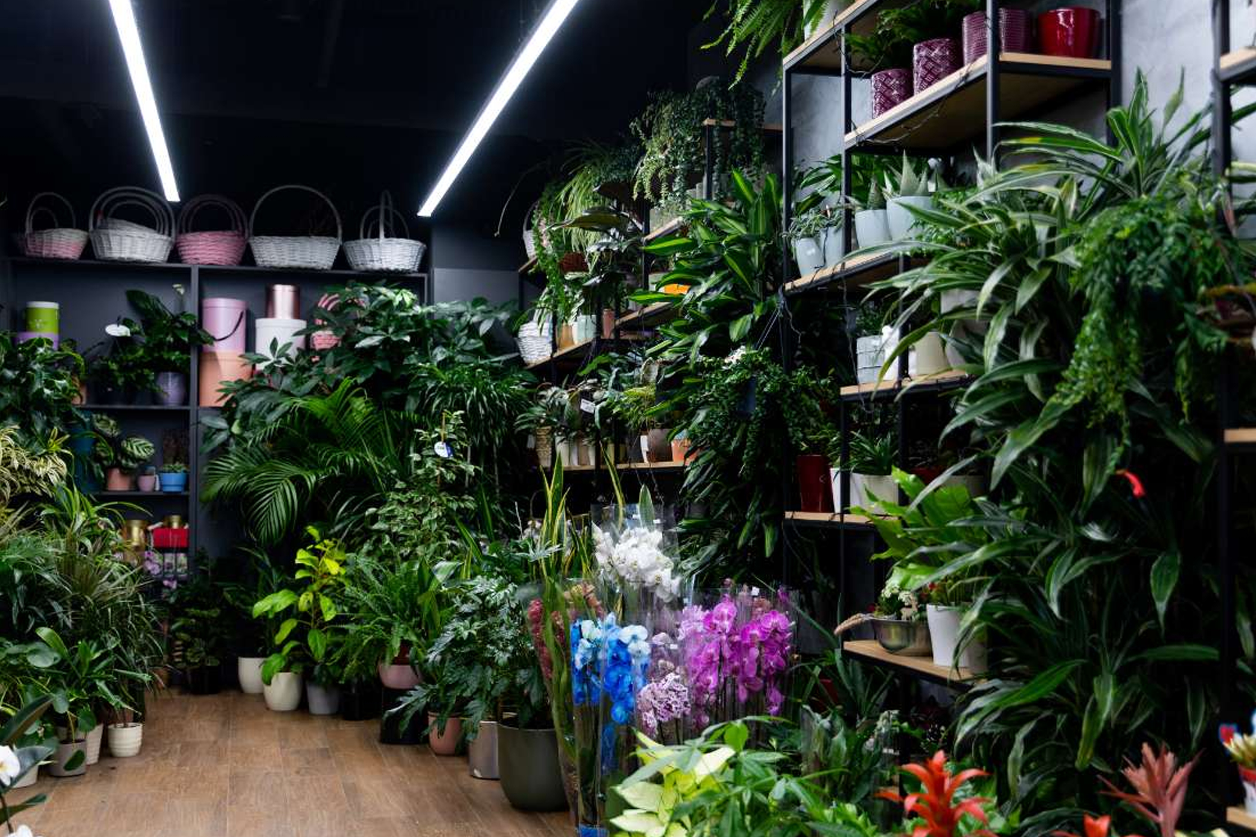 Fruit Plants